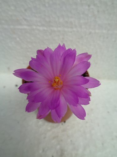 Mammillaria theresae cm - mammillaria,